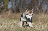 ALASKAN MALAMUTE 881